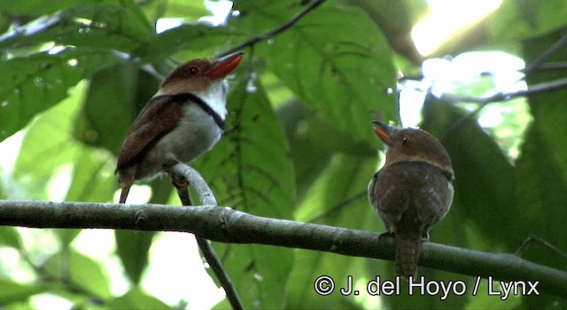 Collared Puffbird - ML201181121