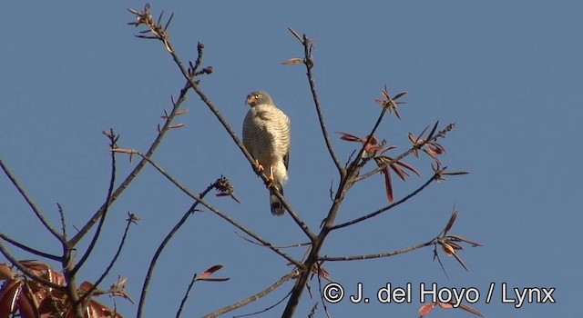 káně krahujová [skupina magnirostris] - ML201181131