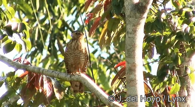 Roadside Hawk (Northern) - ML201181141