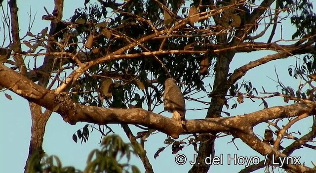 Busardo Gris Meridional - ML201181151