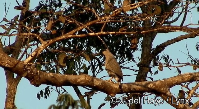 Silberbussard - ML201181161