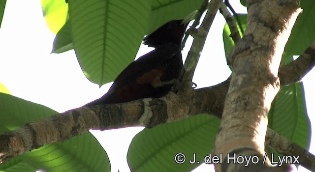 Waved Woodpecker (Scale-breasted) - ML201181181