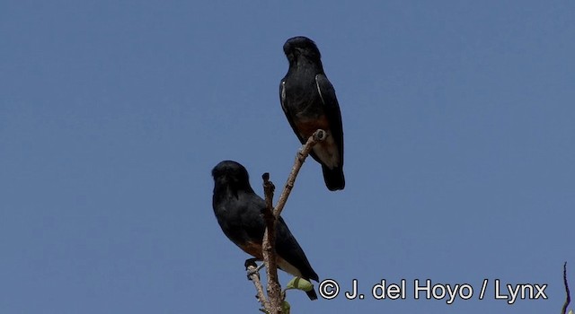 Swallow-winged Puffbird - ML201181191