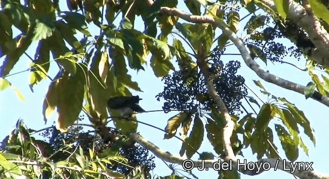 Pigeon ramiret - ML201181241