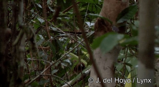 Chestnut-belted Gnateater - ML201181251