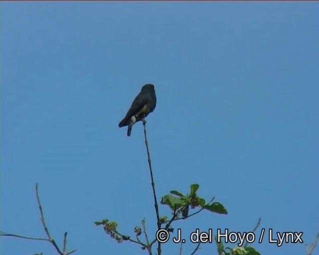 Swallow-winged Puffbird - ML201181331