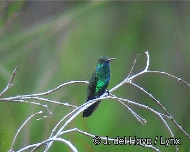 Glittering-bellied Emerald - ML201181341