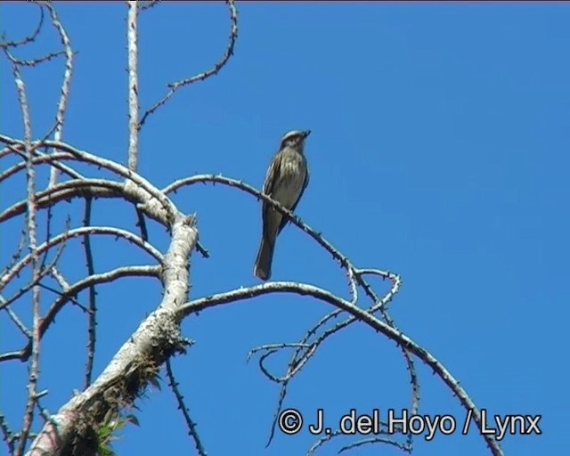 Variegated Flycatcher - ML201181361