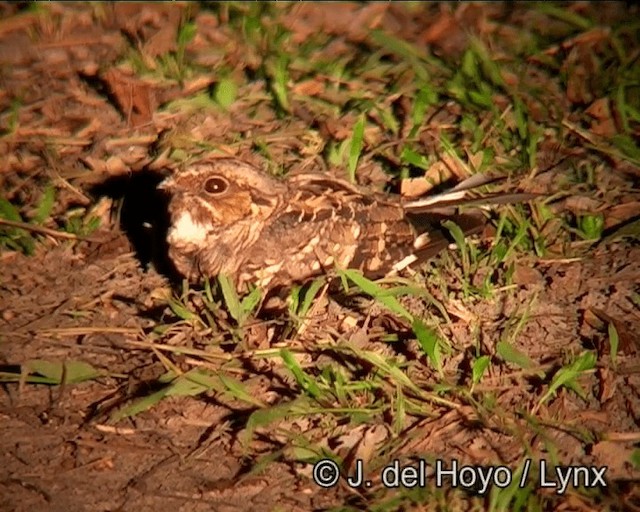 Common Pauraque - ML201181371