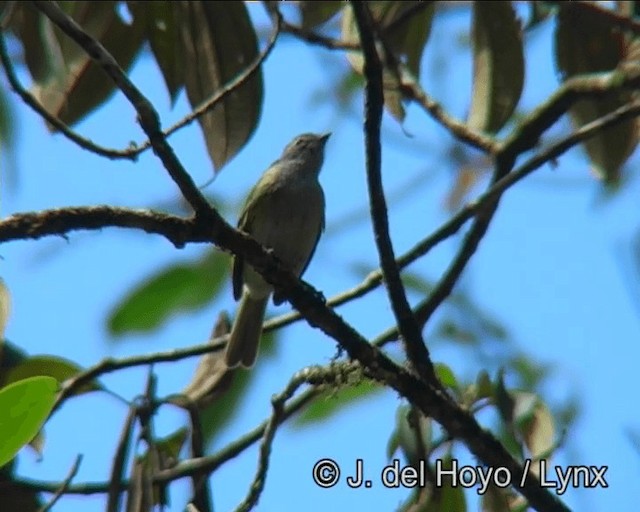 Gray-capped Tyrannulet - ML201181391