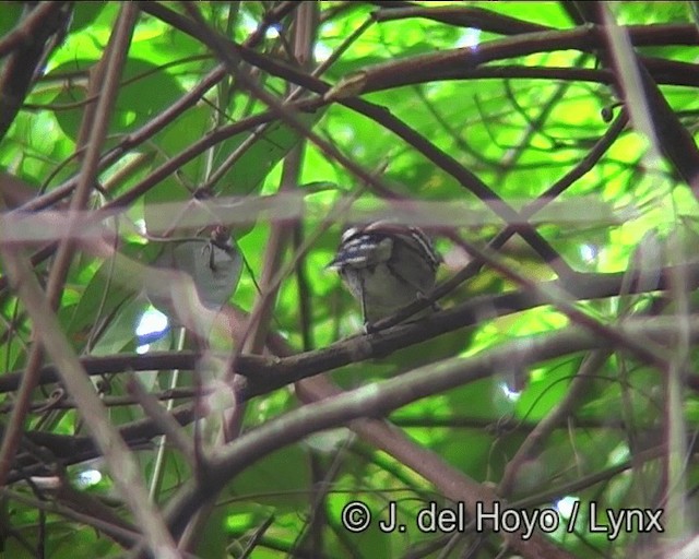 Sooretama Slaty-Antshrike - ML201181401
