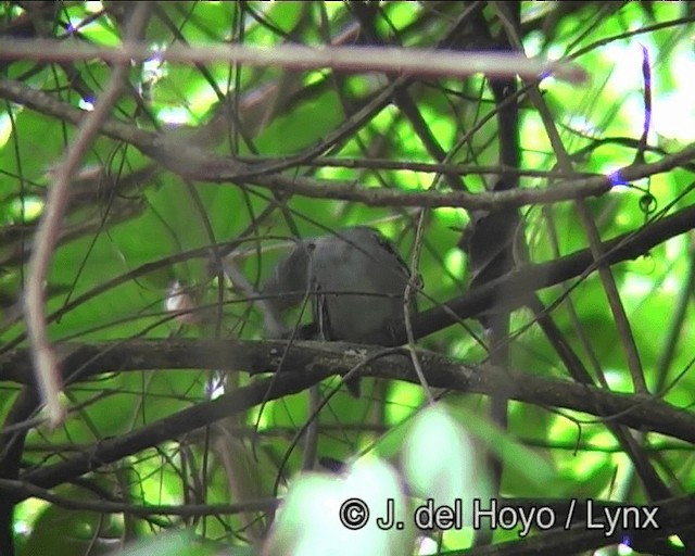 Sooretama Slaty-Antshrike - ML201181411