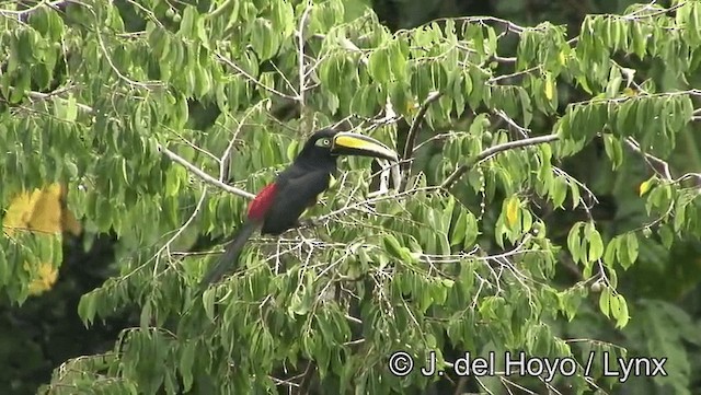 Many-banded Aracari - ML201181521