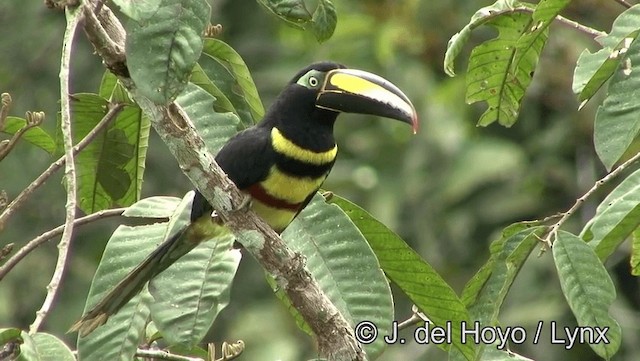 Many-banded Aracari - ML201181531