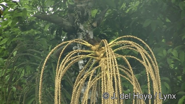 オグロウロコインコ（melanura グループ） - ML201181551