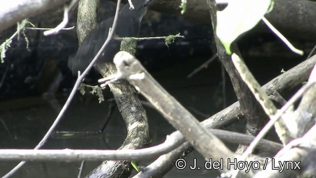 Silvered Antbird - ML201181601