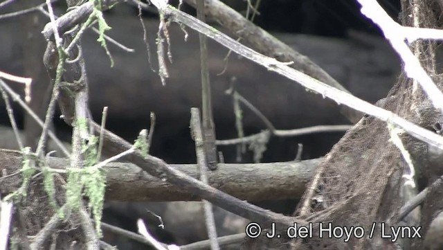 Silvered Antbird - ML201181611