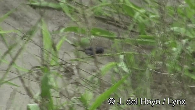 Chestnut-bellied Seedeater - ML201181621