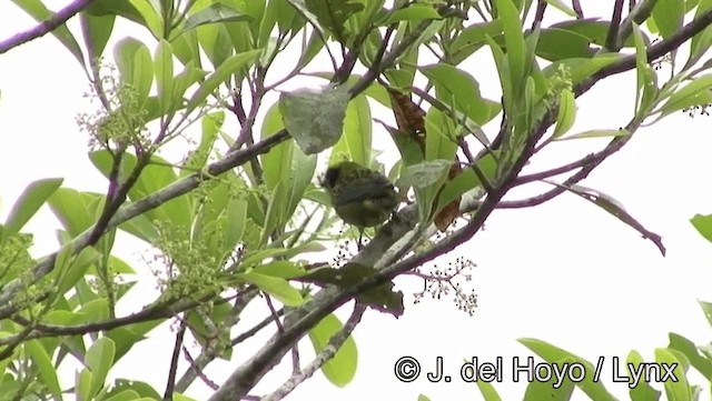 Green-and-gold Tanager - ML201181651