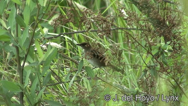 Black-billed Thrush (Amazonian) - ML201181691