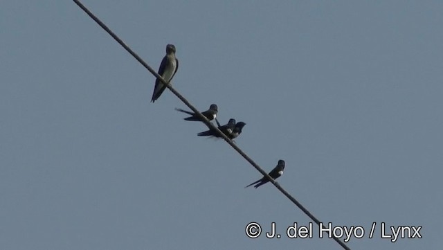 White-banded Swallow - ML201181711