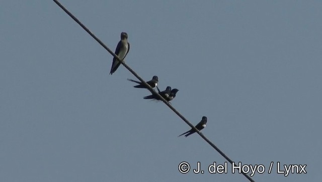 Golondrina Fajiblanca - ML201181711