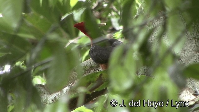 Red-necked Woodpecker - ML201181721