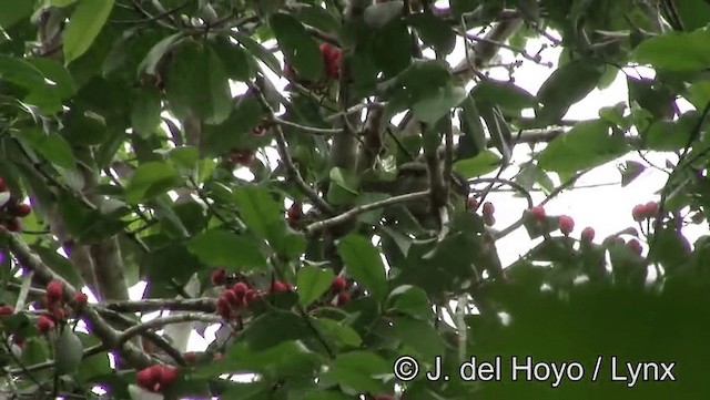 Yaldızlı Barbet - ML201181731