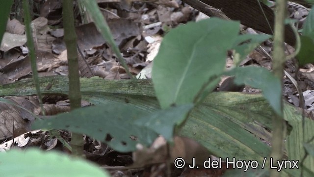 Amazon Karınca Tiranı - ML201181751