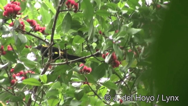 Oriole à épaulettes (chrysocephalus) - ML201181851