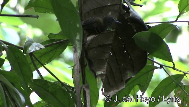 Rufous-backed Stipplethroat (Yasuni) - ML201181921