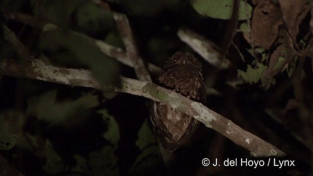 výreček amazonský (ssp. watsonii) - ML201181971