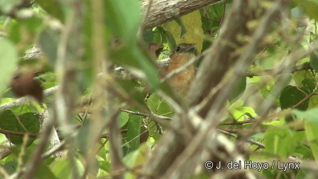 Chestnut-crowned Becard - ML201181981