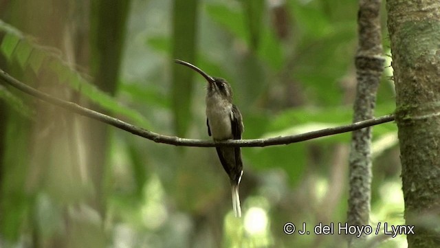 Great-billed Hermit (Amazonian) - ML201182001