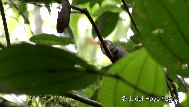 Большеклювый колибри-отшельник [группа moorei] - ML201182021