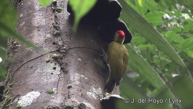 Yellow-throated Woodpecker - ML201182031