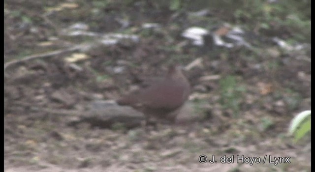 White-faced Quail-Dove - ML201182051