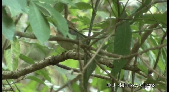 Tody Motmot - ML201182061