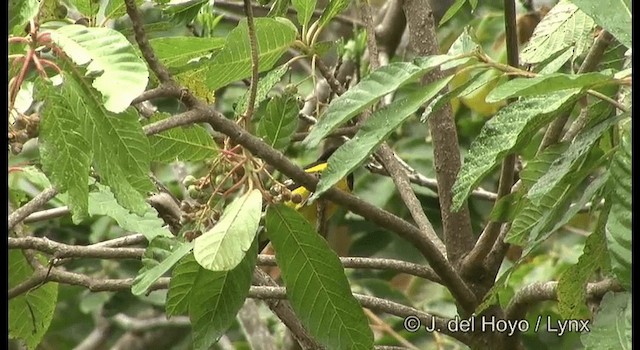Bar-winged Oriole - ML201182071