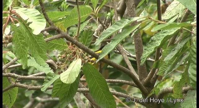 Oriole unifascié - ML201182071