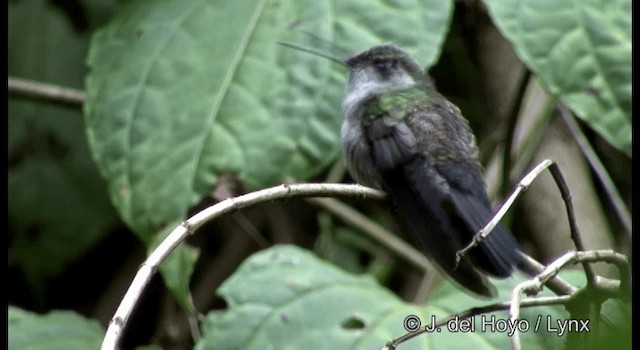 kolibřík salvadorský - ML201182081