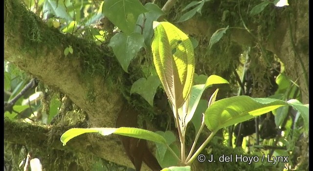 Дереволаз плямистолобий (підвид affinis/lignicida) - ML201182101