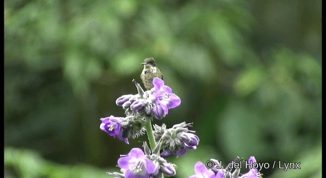 Black-crested Coquette - ML201182121