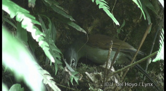 Brown-backed Solitaire - ML201182131