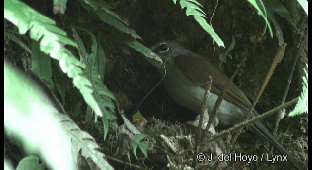 Brown-backed Solitaire - ML201182141