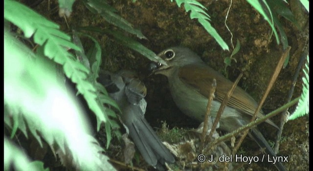 Brown-backed Solitaire - ML201182151