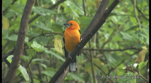 Picogrueso Amarillo (aurantiacus) - ML201182191