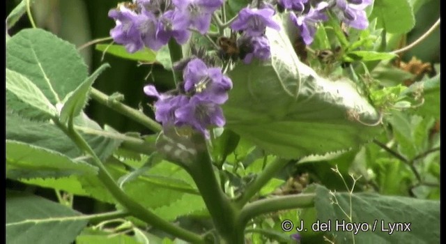 Colibrí de Dupont - ML201182251