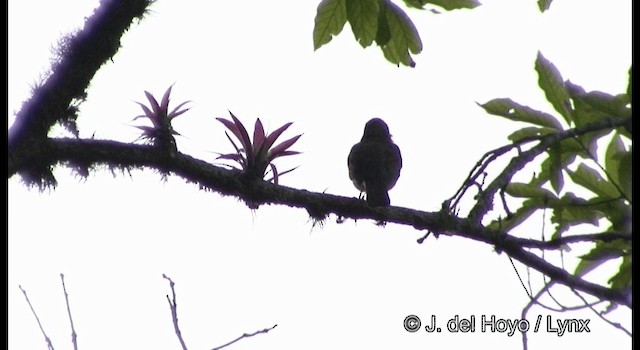 Guatemaladrossel - ML201182271