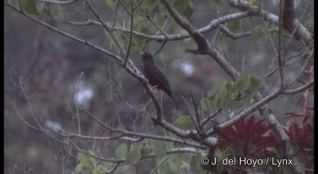 Guatemala Karatavuğu - ML201182281